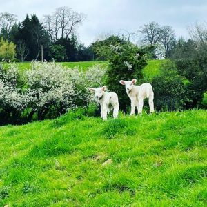 A photo of two lambs in a field. A symbol of spring. Listen to Amy singing Dominick Argento’s Spring from Six Elizabethan Songs with Nicola Rose on Spotify. 