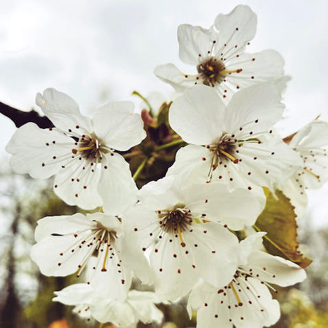 A photo of cherry blossom. Listen to Amy singing ‘My Love is Mine’ by Jonathan Dove on Spotify. 